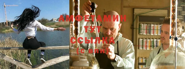 прущие грибы Апатиты